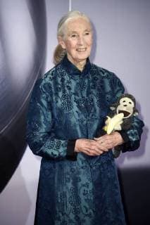 Jane Goodall at the presentation of the 10 German Sustainability Award 2017 at the Maritim Hotel Düsseldorf 08 12 2017 Foto:xF.xKernx xFuturexImage