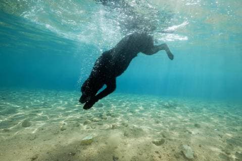  Schwarzer Hund taucht unter Wasser hinter einem Stein, Rotes Meer, Dahab, Ägypten, Afrika *** Black dog dives under water behind a stone. Red Sea. Dahab. Egypt. Africa Copyright: imageBROKER/AndreyxNekrasov ibxaaa04600515.jpg