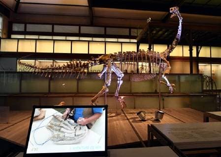 Illustration picture shows the skeleton of a Plateosaurus dinosaur named Ben, during it s presentation at the Museum of Natural Sciences (Museum voor Natuurwetenschappen - Musee des Sciences naturelles) in Brussels, Thursday 14 December 2017.  ERICxLALMAND 05218413
