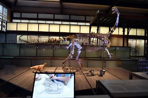 Illustration picture shows the skeleton of a Plateosaurus dinosaur named Ben, during it s presentation at the Museum of Natural Sciences (Museum voor Natuurwetenschappen - Musee des Sciences naturelles) in Brussels, Thursday 14 December 2017.  ERICxLALMAND 05218414