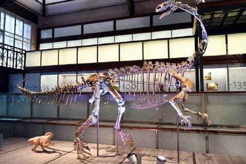 Illustration picture shows the skeleton of a Plateosaurus dinosaur named Ben, during it s presentation at the Museum of Natural Sciences (Museum voor Natuurwetenschappen - Musee des Sciences naturelles) in Brussels, Thursday 14 December 2017.  ERICxLALMAND 05218415
