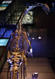 Illustration picture shows the skeleton of a Plateosaurus dinosaur named Ben, during it s presentation at the Museum of Natural Sciences (Museum voor Natuurwetenschappen - Musee des Sciences naturelles) in Brussels, Thursday 14 December 2017.  ERICxLALMAND 05218416
