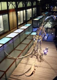 Illustration picture shows the skeleton of a Plateosaurus dinosaur named Ben, during it s presentation at the Museum of Natural Sciences (Museum voor Natuurwetenschappen - Musee des Sciences naturelles) in Brussels, Thursday 14 December 2017.  ERICxLALMAND 05218417