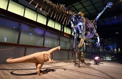 Illustration picture shows the skeleton of a Plateosaurus dinosaur named Ben, during it s presentation at the Museum of Natural Sciences (Museum voor Natuurwetenschappen - Musee des Sciences naturelles) in Brussels, Thursday 14 December 2017.  ERICxLALMAND 05218418