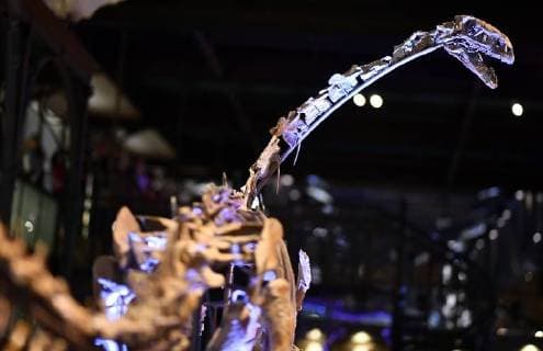 Illustration picture shows the skeleton of a Plateosaurus dinosaur named Ben, during it s presentation at the Museum of Natural Sciences (Museum voor Natuurwetenschappen - Musee des Sciences naturelles) in Brussels, Thursday 14 December 2017.  ERICxLALMAND 05218419