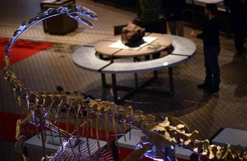 Illustration picture shows the skeleton of a Plateosaurus dinosaur named Ben, during it s presentation at the Museum of Natural Sciences (Museum voor Natuurwetenschappen - Musee des Sciences naturelles) in Brussels, Thursday 14 December 2017.  ERICxLALMAND 05218425