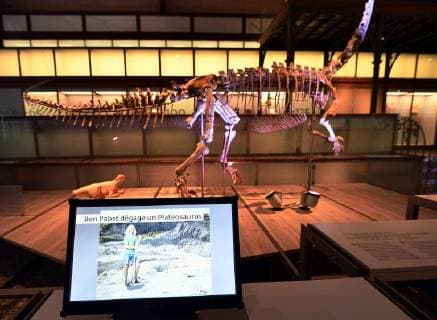 Illustration picture shows the skeleton of a Plateosaurus dinosaur named Ben, during it s presentation at the Museum of Natural Sciences (Museum voor Natuurwetenschappen - Musee des Sciences naturelles) in Brussels, Thursday 14 December 2017.  ERICxLALMAND 05218426