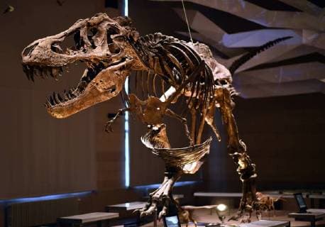 Illustration picture shows the skeleton of dinosaur at the Museum of Natural Sciences (Museum voor Natuurwetenschappen - Musee des Sciences naturelles) in Brussels, Thursday 14 December 2017.  ERICxLALMAND 05218430