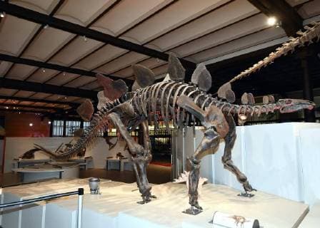 Illustration picture shows the skeleton of dinosaur at the Museum of Natural Sciences (Museum voor Natuurwetenschappen - Musee des Sciences naturelles) in Brussels, Thursday 14 December 2017.  ERICxLALMAND 05218431