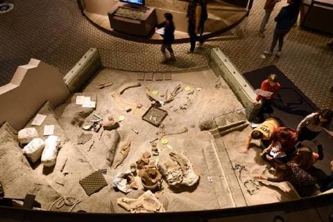 Illustration picture shows the skeleton of dinosaur at the Museum of Natural Sciences (Museum voor Natuurwetenschappen - Musee des Sciences naturelles) in Brussels, Thursday 14 December 2017.  ERICxLALMAND 05218432