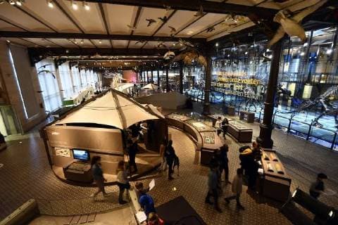 Illustration picture shows the skeleton of dinosaur at the Museum of Natural Sciences (Museum voor Natuurwetenschappen - Musee des Sciences naturelles) in Brussels, Thursday 14 December 2017.  ERICxLALMAND 05218433