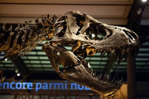 Illustration picture shows the skeleton of dinosaur at the Museum of Natural Sciences (Museum voor Natuurwetenschappen - Musee des Sciences naturelles) in Brussels, Thursday 14 December 2017.  ERICxLALMAND 05218434