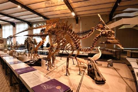 Illustration picture shows the skeleton of dinosaur at the Museum of Natural Sciences (Museum voor Natuurwetenschappen - Musee des Sciences naturelles) in Brussels, Thursday 14 December 2017.  ERICxLALMAND 05218435