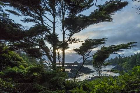 Wild Pacific Trail Ucluelet Vancouver Island British Columbia Canada North America Copyright: imageBROKER/MarcusxSiebert ibxmcs04602229.jpg