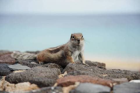 Chipmunks Jawhoppers Earthmammals or Chipmunks Tamias they are called predominantly in Jandia Fuerteventura is one of the Canary Islands in the Atlantic Ocean about 120 kilometers west of the Moroccan coast. From the Canaries it is the second largest island in the archipelago after Tenerife it belongs like the other Canar