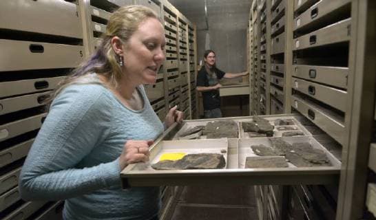 December 18, 2017 - U.S. - ASEC -- Associate professor Cori Myers, left, and Undergraduate Dustin Perriguey look through drawers in the UNM fossil collection in Northrup Hall. the UNM collection is strong in fossils from the U.S. Southwest. U.S. - ZUMAab1_ 20171218_zaf_ab1_004 Copyright: xGregxSorberx