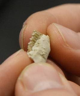 December 18, 2017 - U.S. - ASEC -- A 33-34 million-year-old fossil of a partial jaw bone of a rabbit is held by undergraduate Wiley Abt in the prep lab in Northrup Hall. U.S. - ZUMAab1_ 20171218_zaf_ab1_001 Copyright: xGregxSorberx