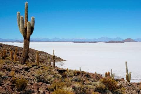 On the island of Isla pescado in the Salt Lake Salar de Uyuni, Cactus of Echinopsis atacamensis Uyuni Potosi Bolivia South America Copyright: imageBROKER/PeterxGiovannini ibxgiv04606081.jpg