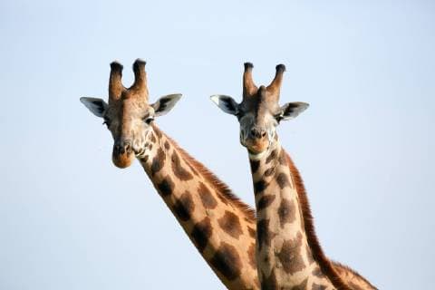 A pair of vulnerable Rothchild giraffe in Uganda s Murchison Falls National Park, Uganda, Africa Copyright: TomxBroadhurst 1279-7