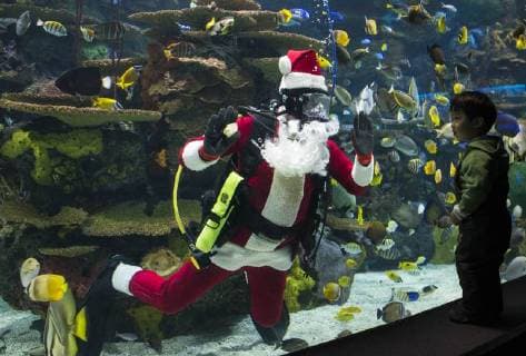 (171223) -- TORONTO, Dec. 23, 2017 -- A diver dressed as Santa Claus waves to a boy as he performs in a tank with fish during a holiday show at Ripley s Aquarium of Canada in Toronto, Canada, Dec. 23, 2017. ) CANADA-TORONTO-AQUARIUM-SANTA CLAUS ZouxZheng 