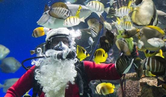 (171223) -- TORONTO, Dec. 23, 2017 -- A diver dressed as Santa Claus feeds fish in a tank during a holiday show at Ripley s Aquarium of Canada in Toronto, Canada, Dec. 23, 2017. ) CANADA-TORONTO-AQUARIUM-SANTA CLAUS ZouxZheng 