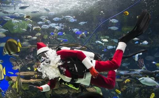 (171223) -- TORONTO, Dec. 23, 2017 -- A diver dressed as Santa Claus swims in a tank with fish during a holiday show at Ripley s Aquarium of Canada in Toronto, Canada, Dec. 23, 2017. ) CANADA-TORONTO-AQUARIUM-SANTA CLAUS ZouxZheng 