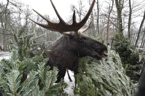 Themen der Woche Bilder des Tages European Elks got Christmas trees at the zoo in Brno, Czech Republic, on Wednesday, January 3, 2018. The animals at Brno Zoological Garden enjoy Christmas trees donated to the zoo by sellers who had not sold them before the holidays. (CTKxPhoto VaclavxSalek) CTKPhotoP201801030565201  sal 08k