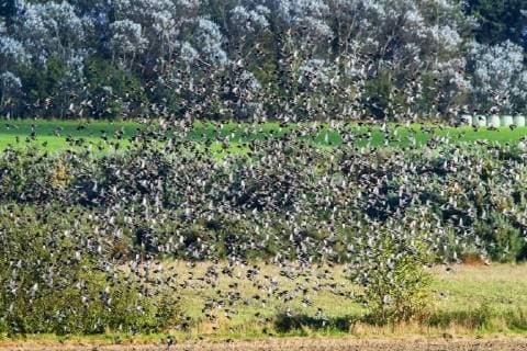 IMAGO Creative, Jahreszeit Herbst auf dem Land Star (Sturnus vulgaris), Starenschwarm auf Ruegen, Vogel des Jahres 2018, Deutschland, Mecklenburg-Vorpommern, Ruegen, Puttgarten common starling (Sturnus vulgaris), Starling swarm on island Ruegen, Germany, Mecklenburg-Western Pomerania, Ruegen, Puttgarten BLWS471950 Copyright: xblickwinkel H.xBaesemannx