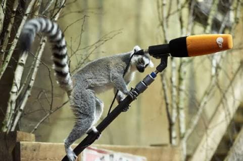 Entertainment Bilder der Woche Themen der Woche Bilder des Tages DEUTSCHLAND, HAMBURG, 12.01.2018 Tier-Inventur im Tropen-Aquarium Hagenbeck-Tierpark in Hamburg-Stellingen. Katta-Lernure auf einer Tonangel eines TV-Teams während eines Pressetermins zur Tier-Inventur im Tierpark Hagenbeck. Die Lernuren-Art der Kattas (Lernur catta) wird im Hamburger Tierpark gezüchtet. *** Germany HAMBURG 12 01 2018 animal inventory in the tropical aquarium Hagenbeck animal park in Hamburg Office Belastingen Katta Lernure on a clay Angel of a TV team during a press visit to the animal inventory at the Tierpark Hagenbeck the Lernuren kind of lemurs Lernur catta is in Hamburg Zoo bred