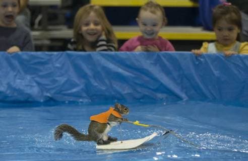 Entertainment Bilder der Woche Themen der Woche Bilder des Tages (180114) -- TORONTO, Jan. 14, 2018 -- Twiggy, the 10 years old Water-Skiing Squirrel, performs during the 2018 Toronto International Boat Show at Exhibition Place in Toronto, Canada, Jan. 14, 2018. ) CANADA-TORONTO-SKIING SQUIRREL ZouxZheng 