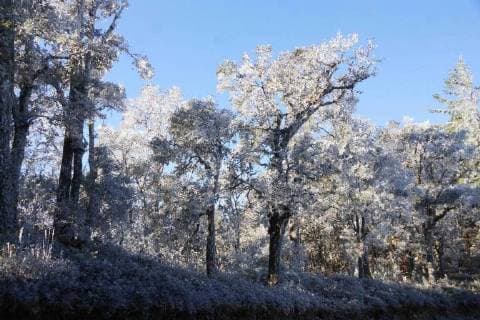 Wintereinbruch in Oaxaca, Mexiko January 15, 2018 - EUM20180115NAC07.JPG.OAXACA, Oax., Frost Helada-Oaxaca.- Aspectos de la helada que cayo sobre la Sierra Juarez de Oaxaca la manana de este lunes 15 de enero de 2018. El Servicio Meteorologico Nacional informo que durante el amanecer, las temperaturas oscilaron entre los -4 y -5 grados centigrados en esta region. Foto: Agencia EL UNIVERSAL EVZ  - ZUMAu78_ 20180115_zaf_u78_010 Copyright: xEdwinxHernandezx