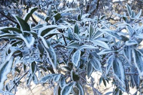 Wintereinbruch in Oaxaca, Mexiko January 15, 2018 - EUM20180115NAC06.JPG.OAXACA, Oax., Frost Helada-Oaxaca.- Aspectos de la helada que cayo sobre la Sierra Juarez de Oaxaca la manana de este lunes 15 de enero de 2018. El Servicio Meteorologico Nacional informo que durante el amanecer, las temperaturas oscilaron entre los -4 y -5 grados centigrados en esta region. Foto: Agencia EL UNIVERSAL EVZ  - ZUMAu78_ 20180115_zaf_u78_011 Copyright: xEdwinxHernandezx