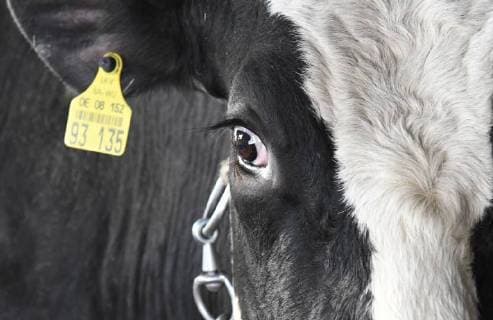 Ein Milchkuh mit Ohrmarke steht in Anbindehaltung in einem Kuhstall auf einem Schwarzwaldhof in Kirchzarten. Foto; Winfried Rothermel *** Photo Winfried Rothermel is a dairy cow with ear tag in tethering in a cow shed on a black forest farm in Kirchzarten