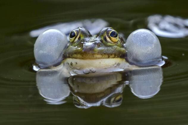 Wasserfrosch, Teichfrosch (Rana kl. esculenta, Rana esculenta, Pelophylax esculentus), quakendes Maennchen an der Wasseroberflaeche, Vorderansicht, Deutschland, Mecklenburg-Vorpommern European edible frog, common edible frog (Rana kl. esculenta, Rana esculenta, Pelophylax esculentus), croaking male at the water surface, front view, Germany, Mecklenburg-Western Pomerania BLWS472947 Copyright: xblickwinkel H.xDutyx