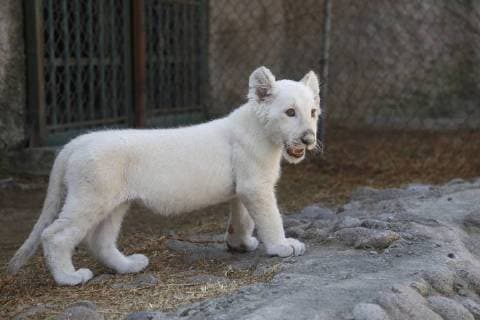 A view of a white lion cub born in captivity at the Altiplano Zoo in Tlaxcala, Mexico, 27 January 2018. Despite its possibilities of survival were minimal during its first days of life, the first white lion born in captivity in Mexico is about to celebrate its thee-month birthday with good health. The lion known as the miracle cub is part of a threatened species. First white lion born in captivity in Mexico !ACHTUNG: NUR REDAKTIONELLE NUTZUNG!  Copyright: xFranciscoxGuascox TLA002 20180127-636526884717170603