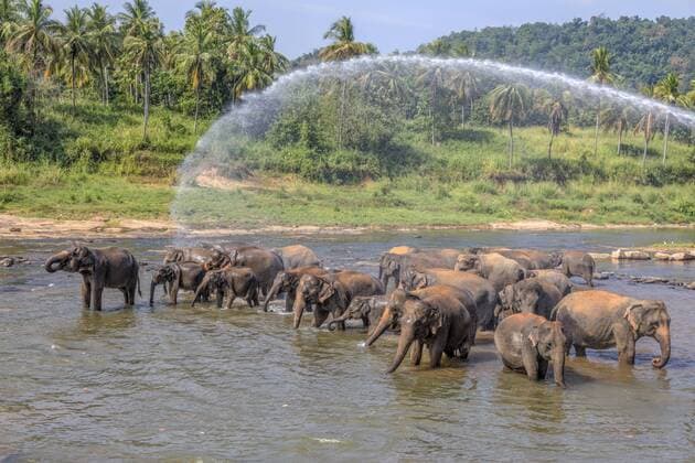Pinnawala elephant orphanage Sabaragamuwa province Sri Lanka Asia