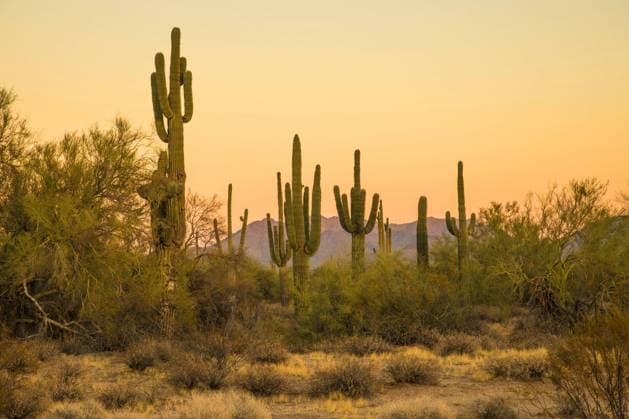 Saguaro-Kaktus, Saguarokaktus, Riesenkaktus, Kandelaberkaktus (Carnegiea gigantea, Cereus giganteus), im Abendlicht, USA, Arizona, Phoenix saguaro cactus (Carnegiea gigantea, Cereus giganteus), at sunset, USA, Arizona, Phoenix BLWS473759 Copyright: xblickwinkel A.xHartlx