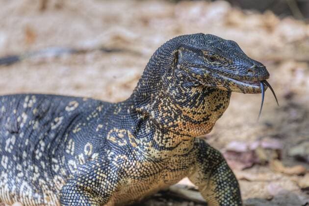 Asian water monitor Polonnaruwa North Central Province Sri Lanka Asia