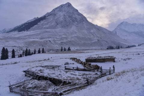 (180203) -- ILI, Feb. 3, 2018 -- Herder Nurkaldi Tursunali drives his sheep to the pasture in Akyaz Valley, Zhaosu County, northwest China s Xinjiang Uygur Autonomous Region, Jan. 16, 2018. About 130 kilometers from the nearest town, Akyaz Valley is an important winter grazing place for herders in Zhaosu County, Xinjiang. Despite an altitude of 2,000 meters, the Akyaz Valley has a warmer climate than surrounding areas and abundant grass and water. It is sometimes referred to as the valley of life. For centuries, herding has been an ancestral tradition for nomadic Kazakhs in Zhaosu. Migration begins in October, and more than 10,000 people drive 400,000 cattle and sheep to their winter homes, not leaving until May the next year. ) (wyo)(zt) CHINA-XINJIANG-AKYAZ VALLEY-WINTER GRAZING (CN) HuxHuhu 