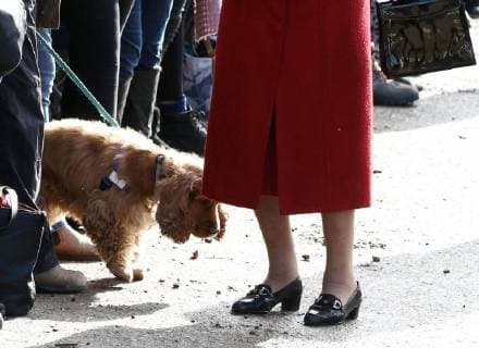 HM Queen Elizabeth II is given bunches of flowers, before a dog gets curious and takes a closer look at HM Queen Elizabeth II s shoes after attending the Sunday morning service at St Peter and St Paul church at West Newton, Norfolk, on February 4, 2018. 