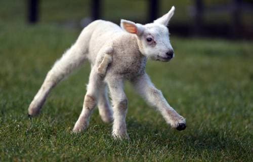 Entertainment Bilder der Woche Themen der Woche Bilder des Tages . 04 02 2018. Cornsay, United Kingdom. A five-and-a-half legged texel lamb born two weeks ago at Lodge House Farm in Cornsay, Co Durham.  xChrisxBoothx xi-Imagesx IIM-16877-0002