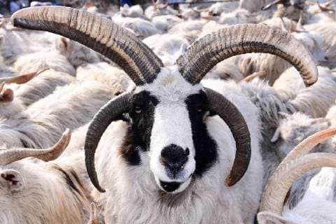 Bilder des Tages February 5, 2018 - Shenyang, Shenyang, China - Shenyang,CHINA-5th February 2018: A goat with four horns can be seen in Shenyang, northeast China s Liaoning Province. Shenyang China  - ZUMAs145 20180205_zaa_s145_143 Copyright: xZhangxWenkuix