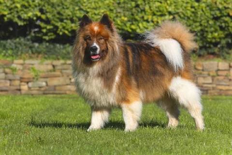 Elo, Gross-Elo, Grosselo, Gross Elo (Canis lupus f. familiaris), 5 Jahre alter Ruede steht auf einer Wiese, Deutschland Elo, Great Elo (Canis lupus f. familiaris), five years old male dog standing in a meadow, Germany BLWS474196 Copyright: xblickwinkel B.xRainerx