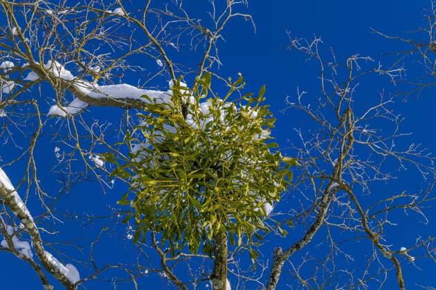Laubholz-Mistel, Laubholzmistel (Viscum album subsp. album, Viscum album), Mistel auf einem Baum im Winter, Deutschland, Bayern mistletoe (Viscum album subsp. album, Viscum album), Mistletoes grow on a tree in winter, Germany, Bavaria BLWS474464 Copyright: xblickwinkel allover TPHx