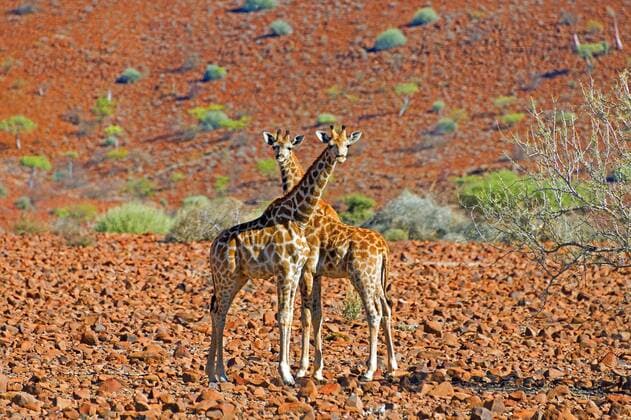 Giraffe (Giraffa camelopardalis), zwei Giraffen in der Steinwueste, Namibia, Damaraland giraffe (Giraffa camelopardalis), two giraffes in the rocky desert, Namibia, Damaraland BLWS474750 Copyright: xblickwinkel McPHOTO F.xScholzx