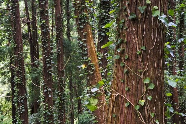  Wald mit Efeu auf Sao Miguel, Azoren, Portugal, Europa *** Forest with Ivy on Sao Miguel Azores Portugal Europe Copyright: imageBROKER/KarstenxWrobel iblkwr04612625.jpg