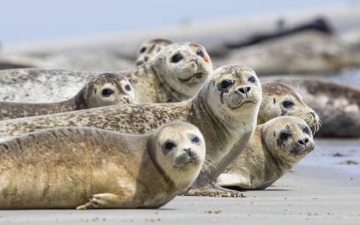Phoca vitulina are seals on the Beach Island dune Heligoland Germany Europe Copyright: imageBROKER/ChristophxRuisz ibxcru04633989.jpg