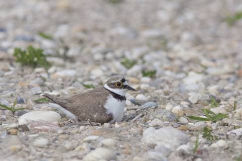 Flussregenpfeifer, Fluss-Regenpfeifer (Charadrius dubius), bruetend am Boden, Deutschland little ringed plover (Charadrius dubius), breeding on the ground, Germany BLWS474918 Copyright: xblickwinkel M.xKuehnx