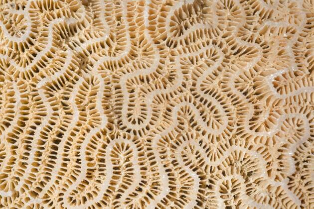 Texture of coral fossils wallpaper Marsa Alam, Egypt, Africa Copyright: imageBROKER/AndreyxNekrasov ibxaaa04633103.jpg