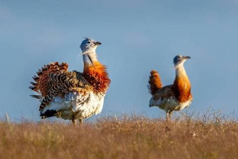 Great bustard of Otis tarda during courtship on a meadow of Castile La Mancha Spain Europe Copyright: imageBROKER/ChristianxNaumann iblcna04626430.jpg